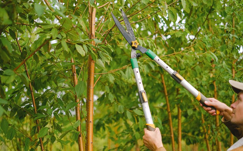 Tree trimming in Wathena, KS